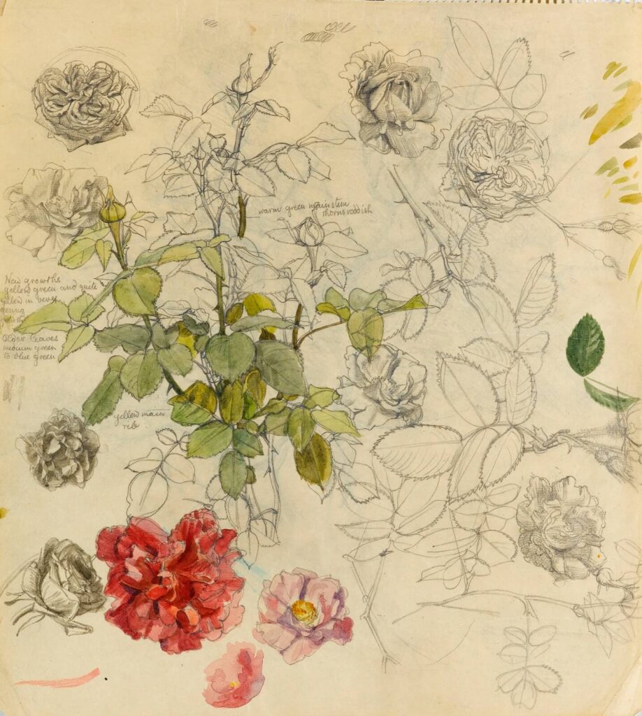 Charles Mahoney - A sheet of studies of roses
