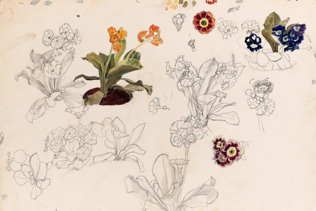 Charles Mahoney - Auriculas in pots