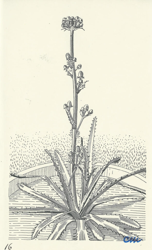 Charles Mahoney - Eryngium Agavifolium