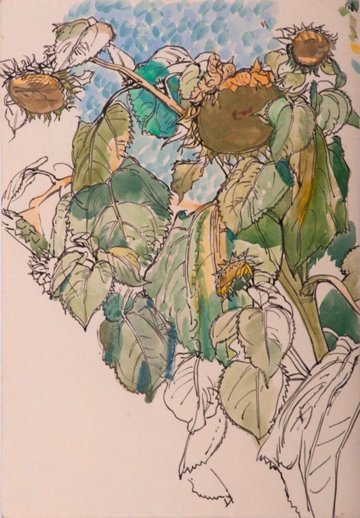 Charles Mahoney - Sheet of Studies of Giant Sunflowers