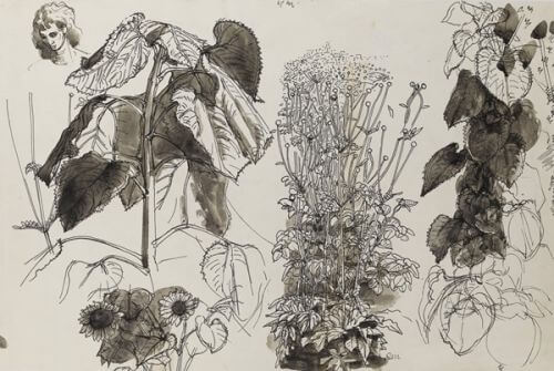 Charles Mahoney - Sheet of studies with sunflowers