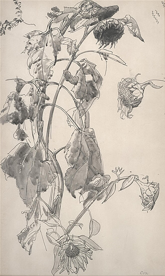Charles Mahoney - Studies of a Sunflower Plant
