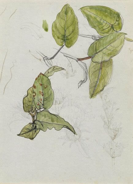 Charles Mahoney - Study of Polygonum amplexicaute leaves (recto); study (verso)