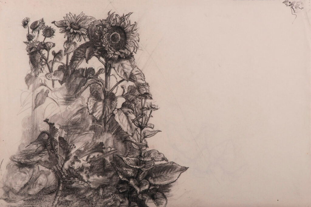 Charles Mahoney - Study of a giant sunflower