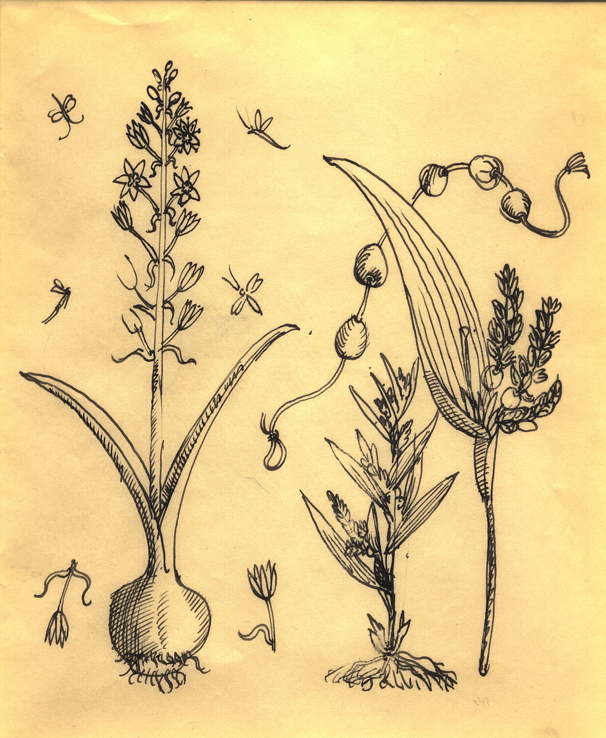 Study of plant bulbs, circa 1940 Modern British Art Gallery