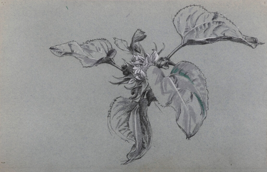 Charles Mahoney - Study of sunflower leaves in bud