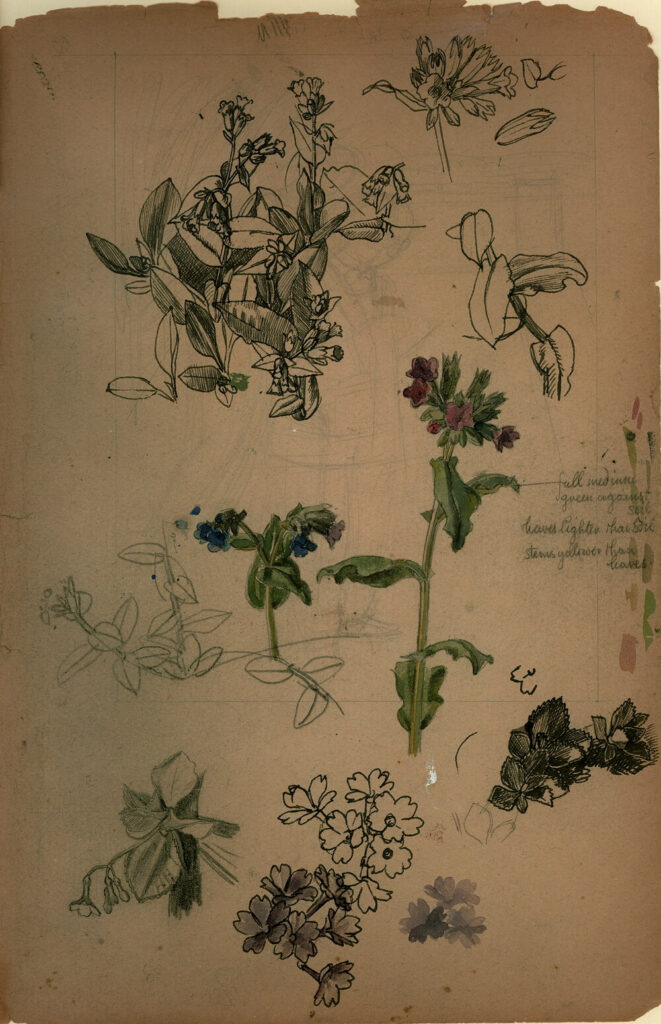 Charles Mahoney - Study of various flowers