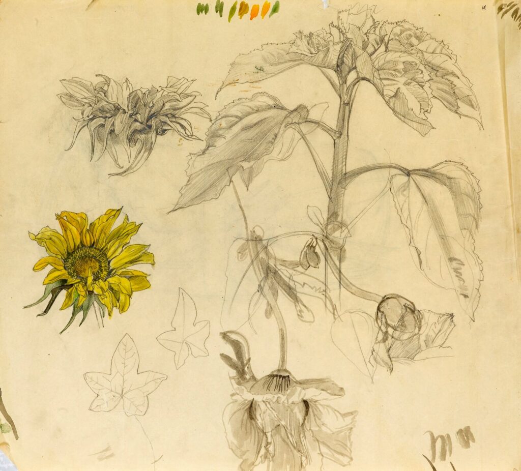 Charles Mahoney - sheet of flower studies with Sunflowers