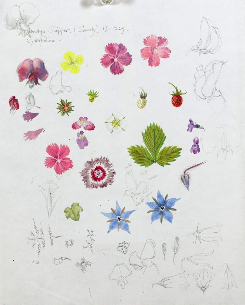 Dorothy Mahoney - Study of cottage garden flowers