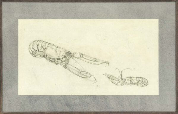 Eliot Hodgkin - Langoustine