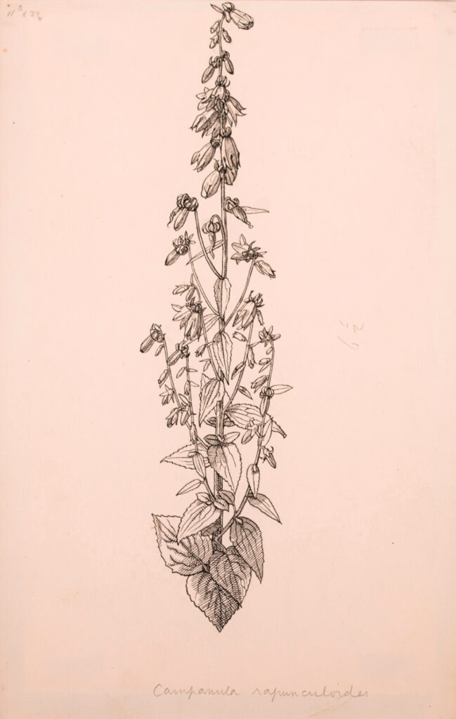 Evelyn Dunbar - Campanula Rapunculoides