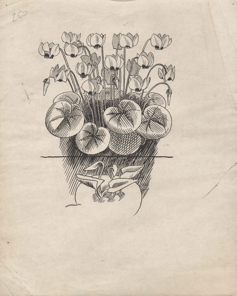 Evelyn Dunbar - Studies of Cyclamen co√ºm and for C. neapolitanum for page 55 of Gardeners Choice