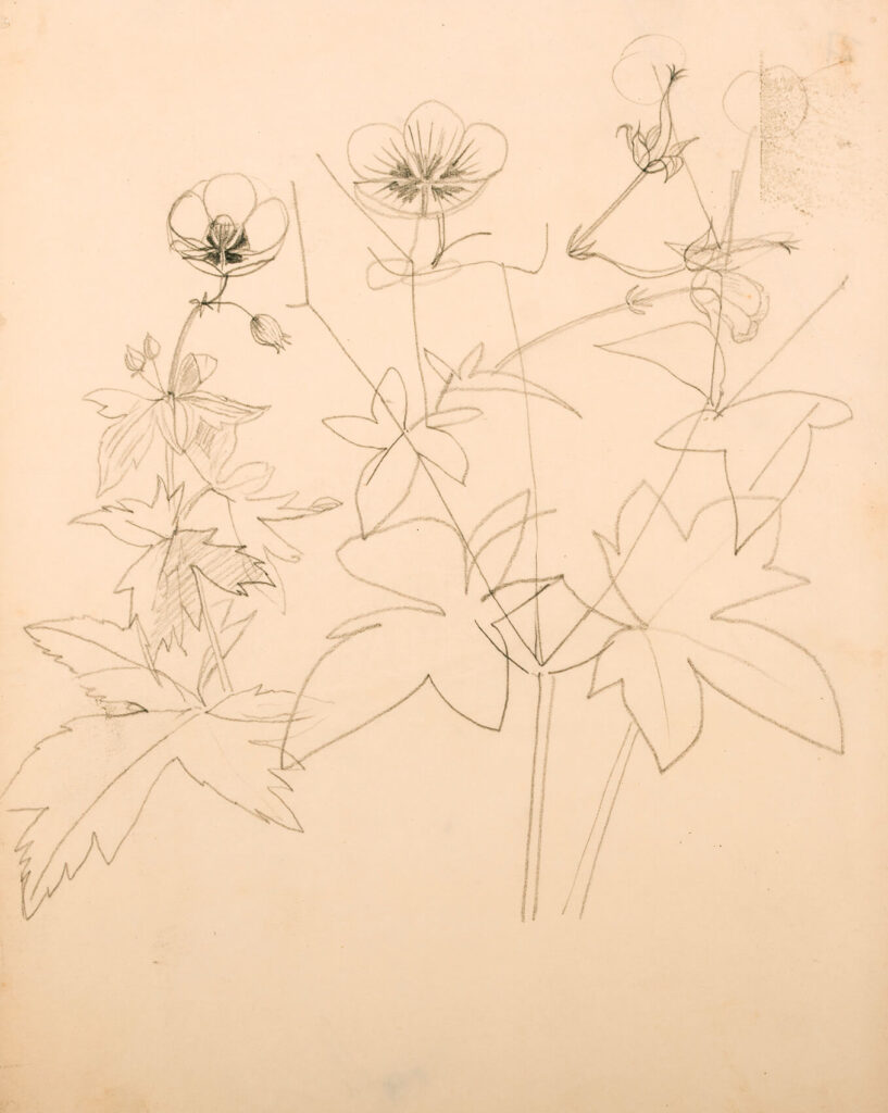 Evelyn Dunbar - Studies of Geranium armenum
