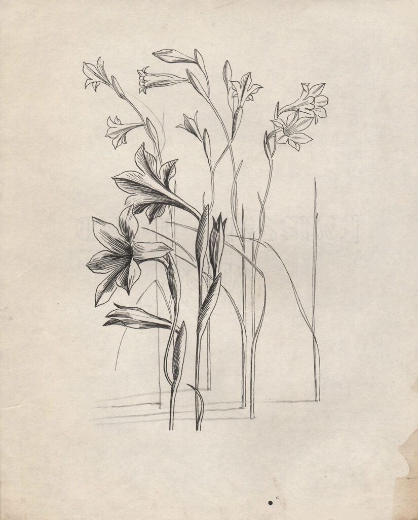 Evelyn Dunbar - Studies of Gladiolus tristis for page 103 of Gardeners Choice