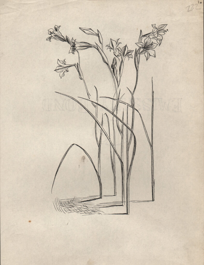 Evelyn Dunbar - Studies of Gladiolus tristis for page 103 of Gardeners Choice