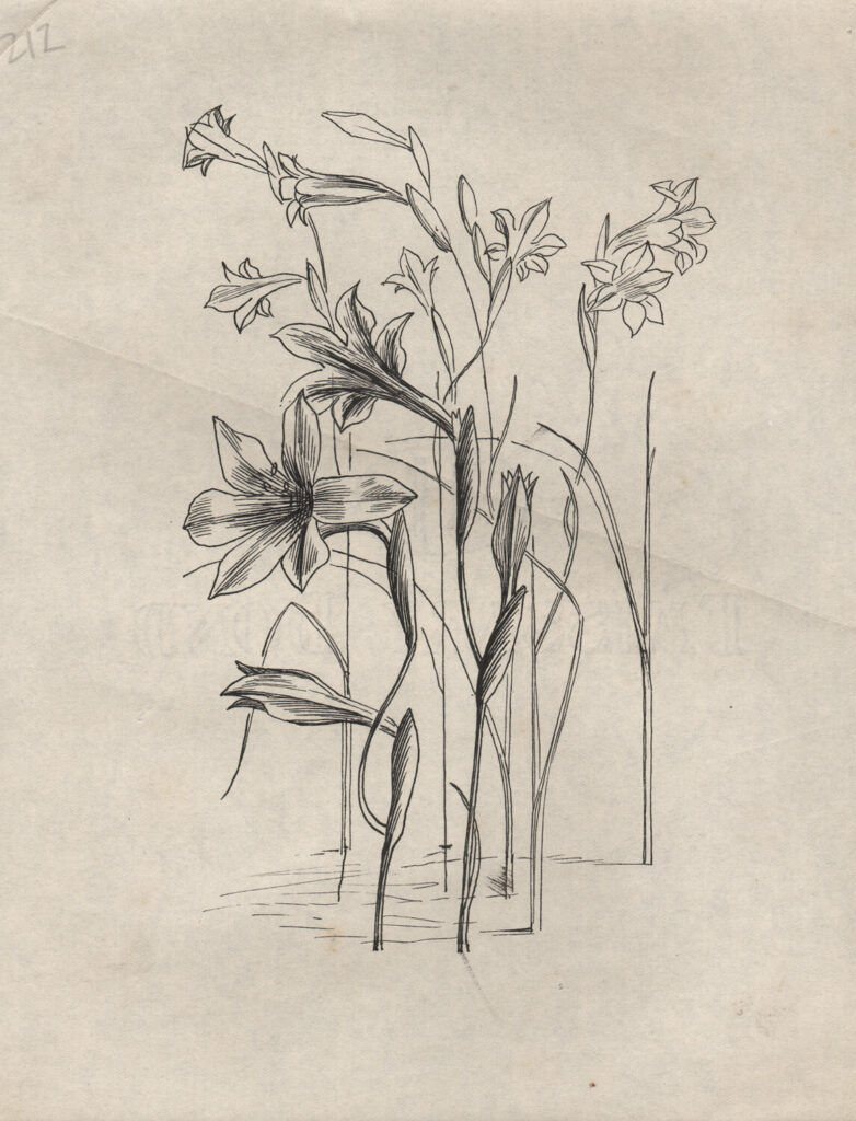 Evelyn Dunbar - Studies of Gladiolus tristis for page 103 of Gardeners Choice
