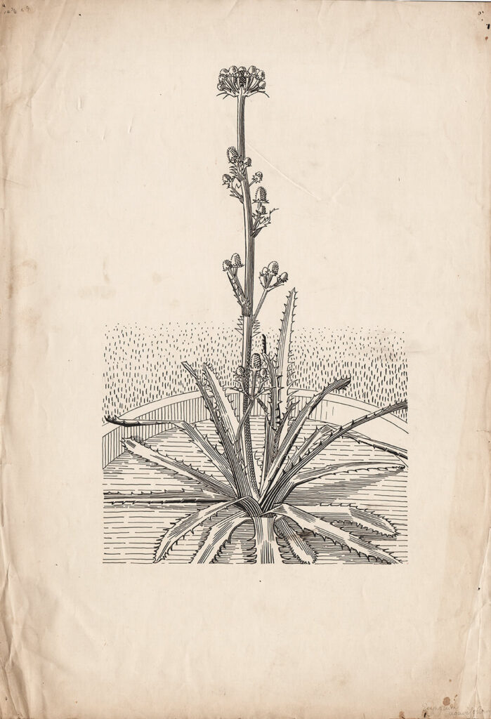 Evelyn Dunbar - Study of Eryngium agavifolium for page 81 of Gardeners Choice