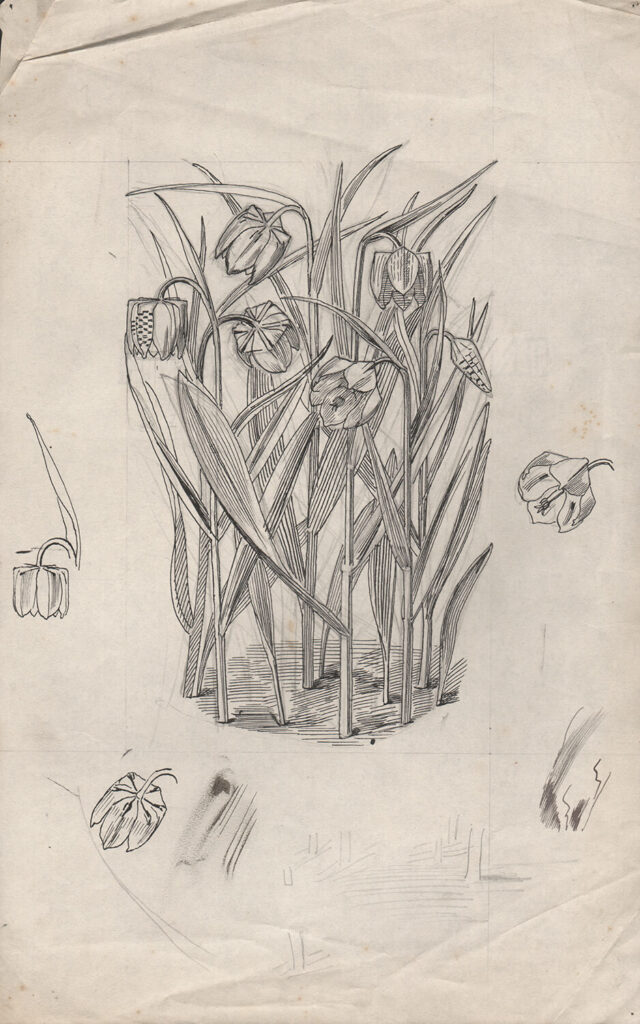 Evelyn Dunbar - Study of Fritillaria meleagris (Snakes Head Fritillary) for page 89 of Gardeners Choice