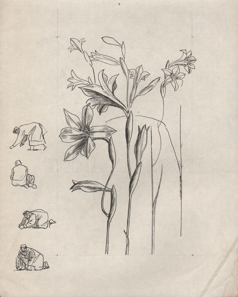Evelyn Dunbar - Study of Gladiolus tristis for page 103 of Gardeners Choice