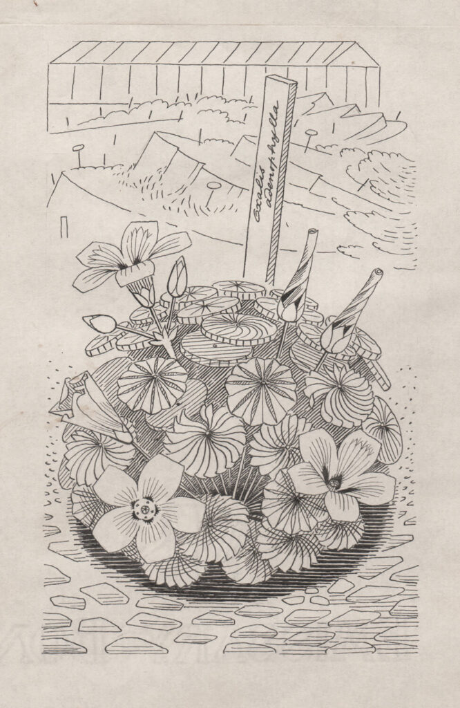 Evelyn Dunbar - Study of Oxalis adenophylla for page 129 of Gardeners Choice