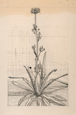 Evelyn Dunbar - Study of two American Engyriums