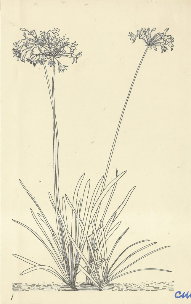 Evelyn Dunbar and Charles Mahoney - Agapanthus Umbellatus Mooreanus
