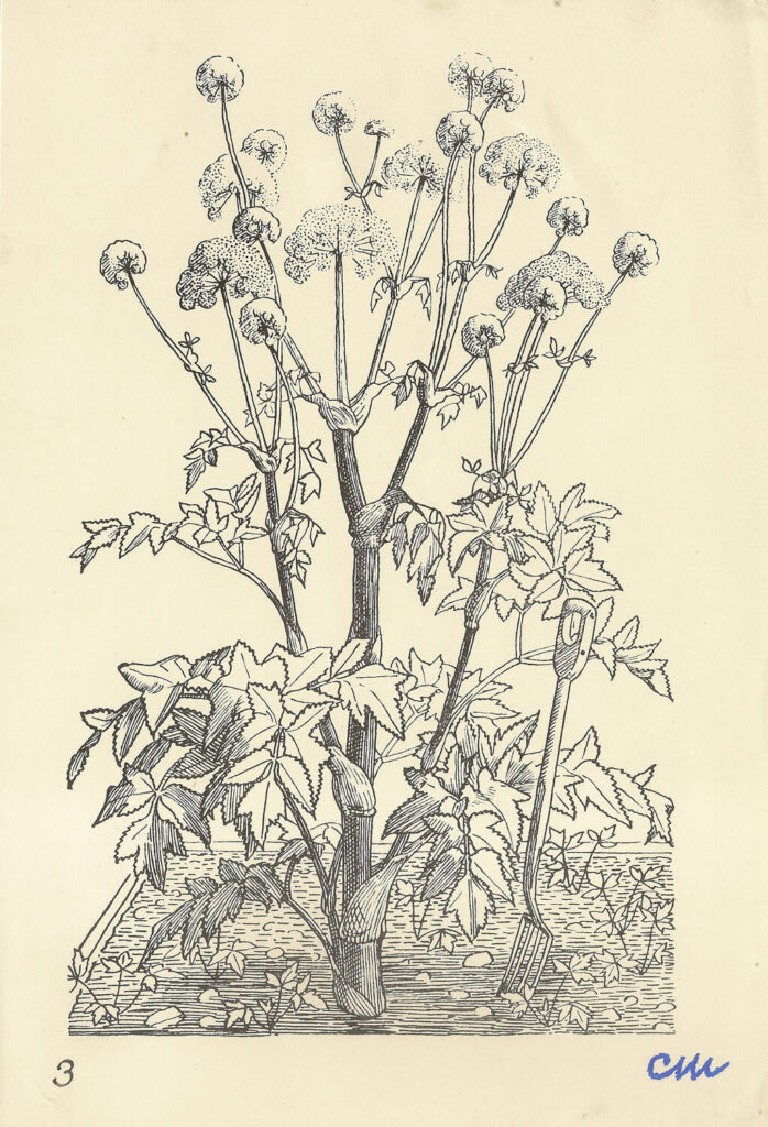 Evelyn Dunbar and Charles Mahoney - Angelica Archangelica