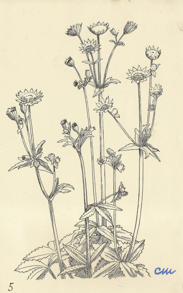 Evelyn Dunbar and Charles Mahoney - Astrantia Major