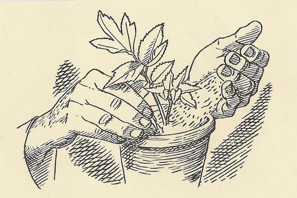 Evelyn Dunbar and Charles Mahoney - Astrantia Major