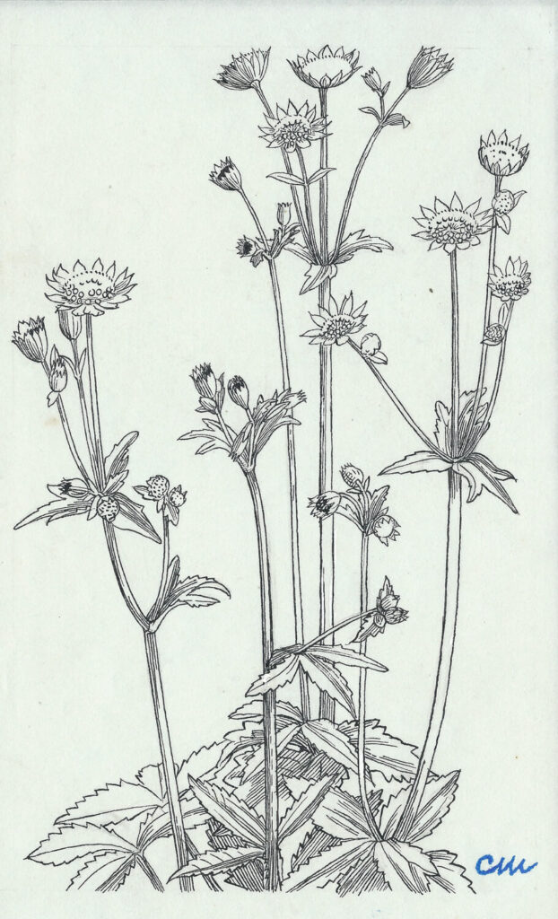 Evelyn Dunbar and Charles Mahoney - Astrantia major