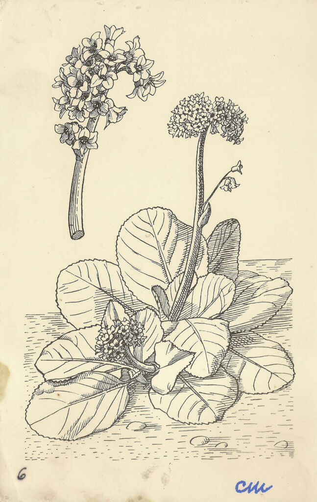 Evelyn Dunbar and Charles Mahoney - Bergenia (Megasea) Crassifolia