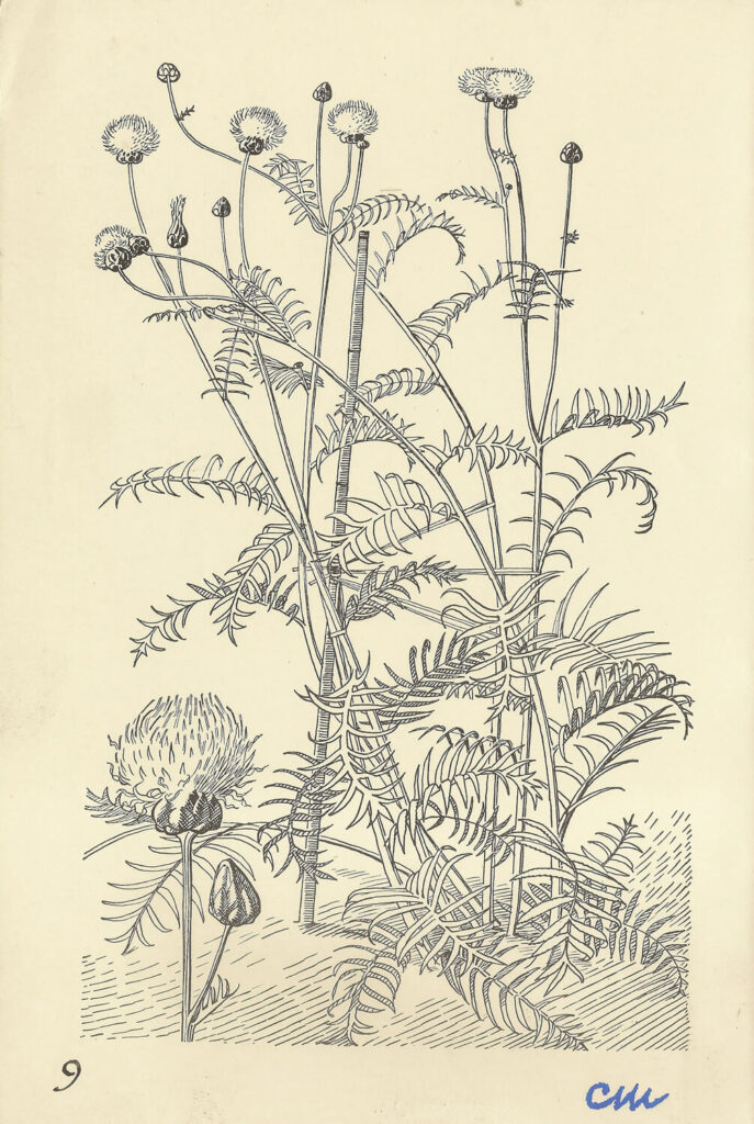 Evelyn Dunbar and Charles Mahoney - Centaurea