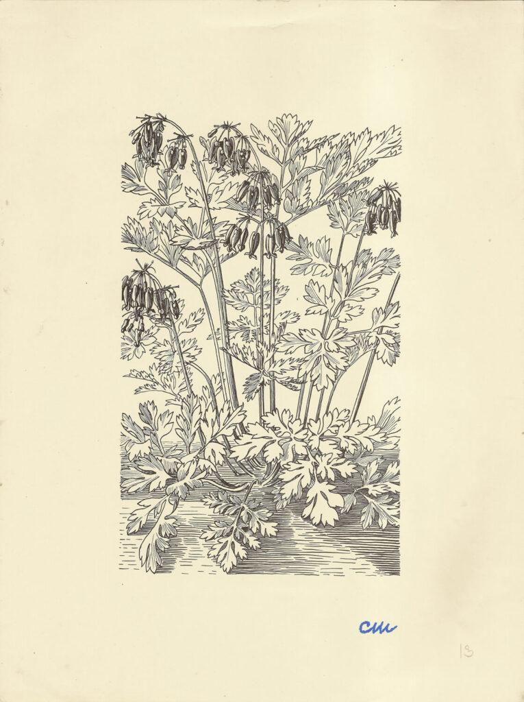 Evelyn Dunbar and Charles Mahoney - Dicentra Exima