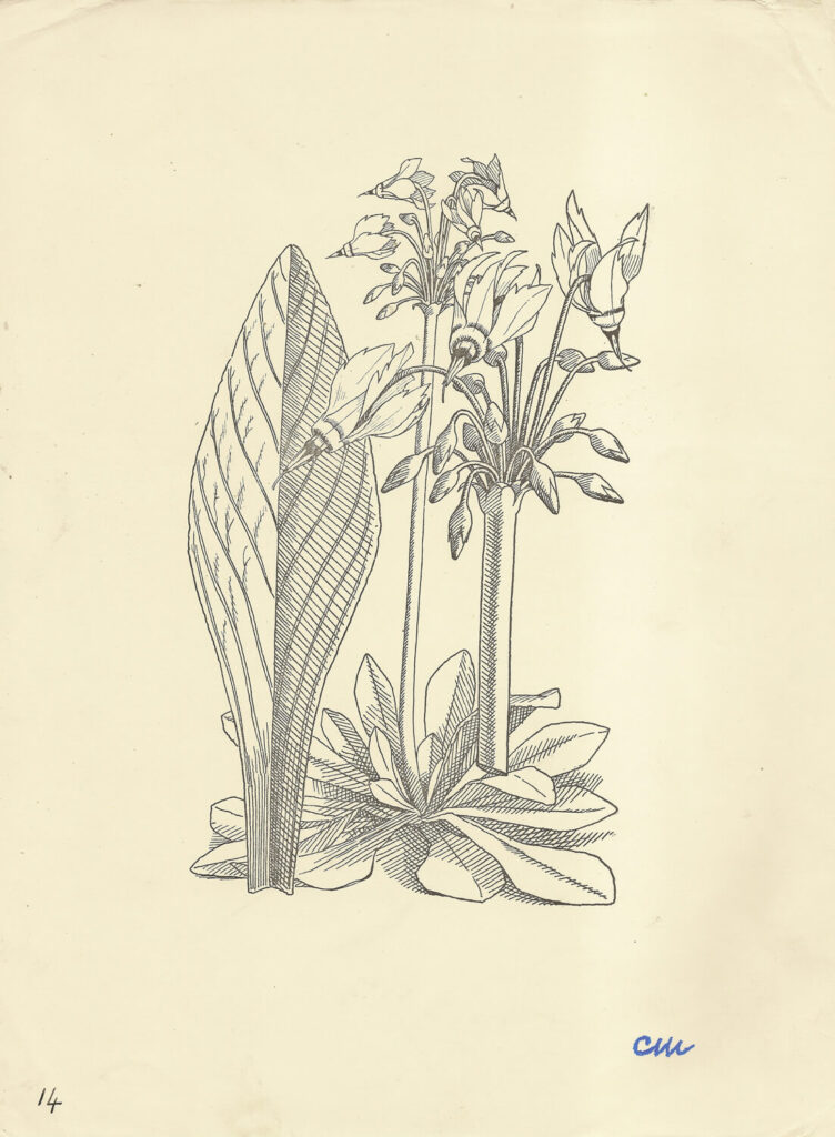 Evelyn Dunbar and Charles Mahoney - Dodecatheon Meadia