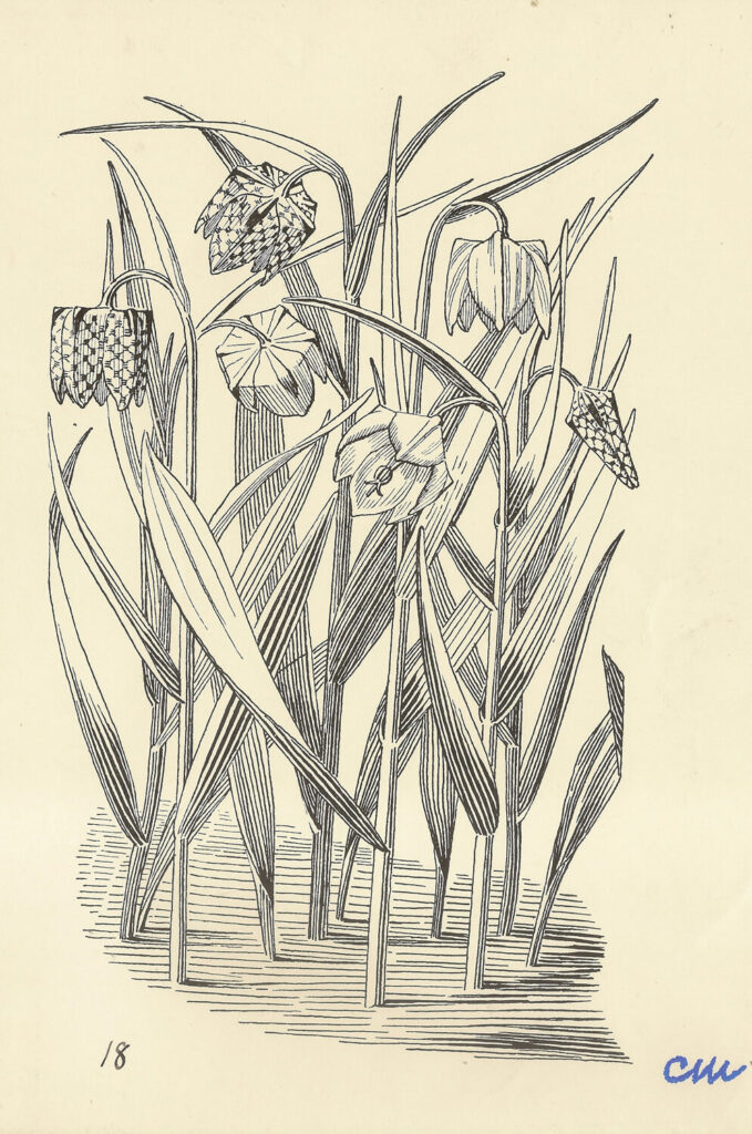 Evelyn Dunbar and Charles Mahoney - Fritillaria Meleagris