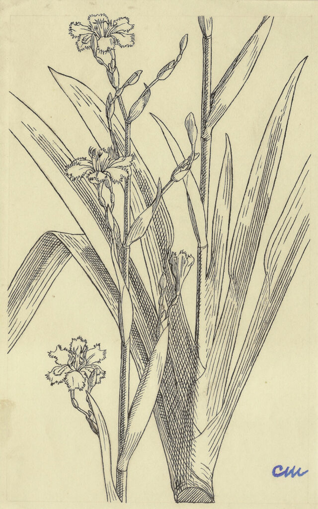 Evelyn Dunbar and Charles Mahoney - Iris japonica Ledger's Variety