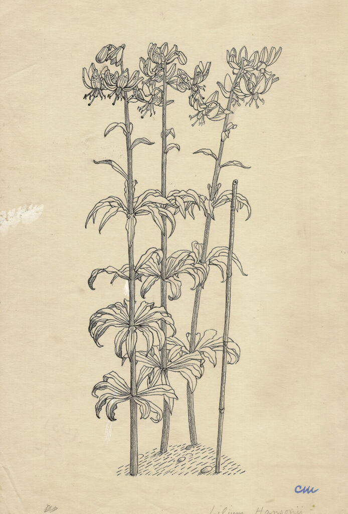 Evelyn Dunbar and Charles Mahoney - Lilium Hansoni