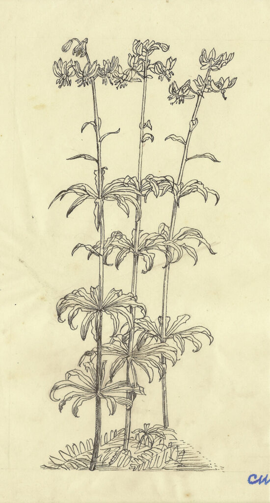 Evelyn Dunbar and Charles Mahoney - Lilium croceum and Lilium Hansonii