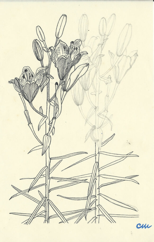 Evelyn Dunbar and Charles Mahoney - Lilium croceum and Lilium Hansonii