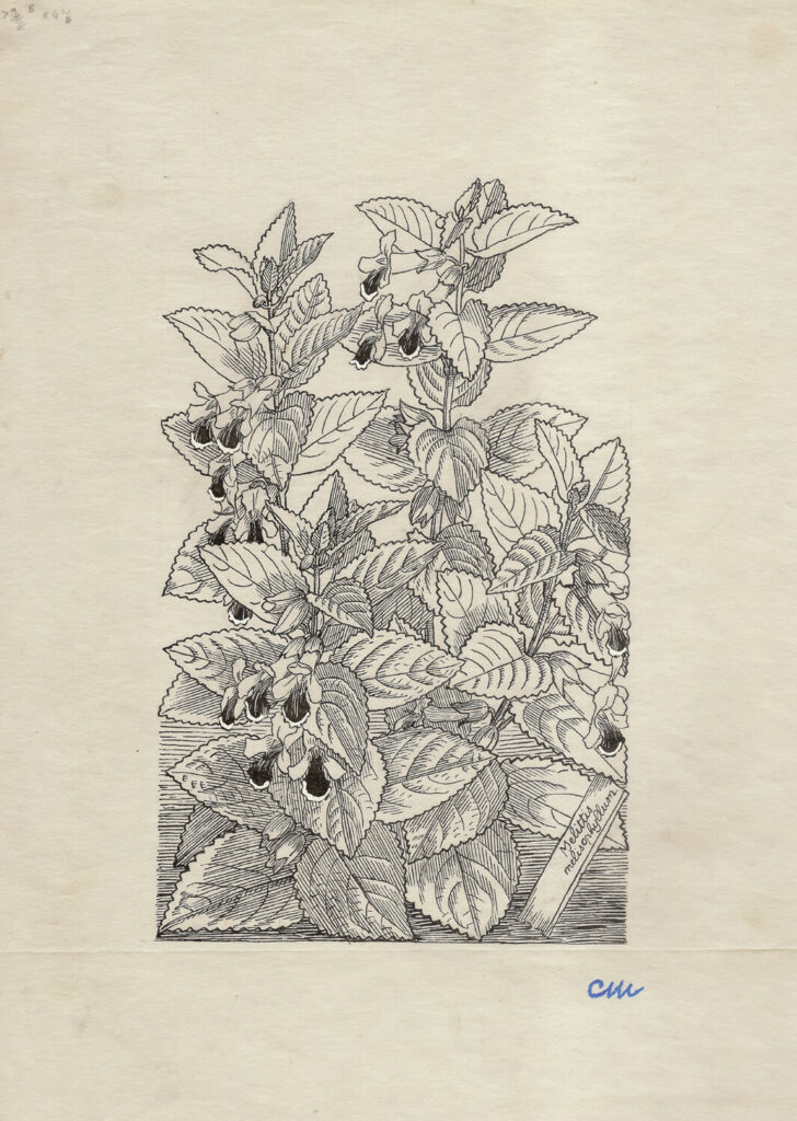 Evelyn Dunbar and Charles Mahoney - Melittis Melissophyllum