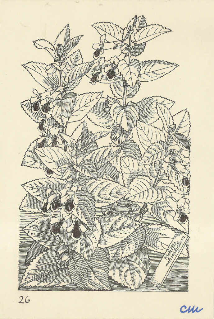 Evelyn Dunbar and Charles Mahoney - Melittis Melissophyllum