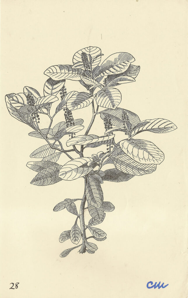 Evelyn Dunbar and Charles Mahoney - Phytoplacca decandra