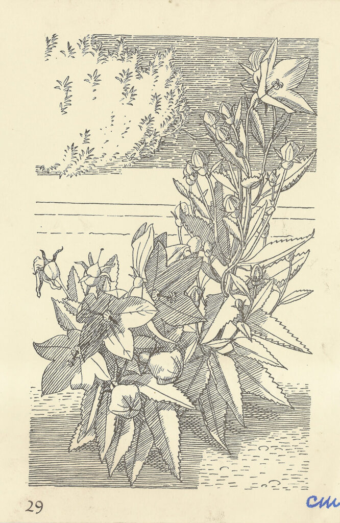 Evelyn Dunbar and Charles Mahoney - Platycodon grandiflorum Mariesii