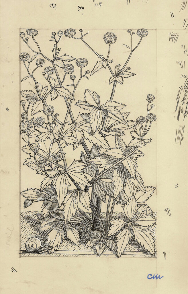 Evelyn Dunbar and Charles Mahoney - Ranunculus aconitifolius fl. pl.