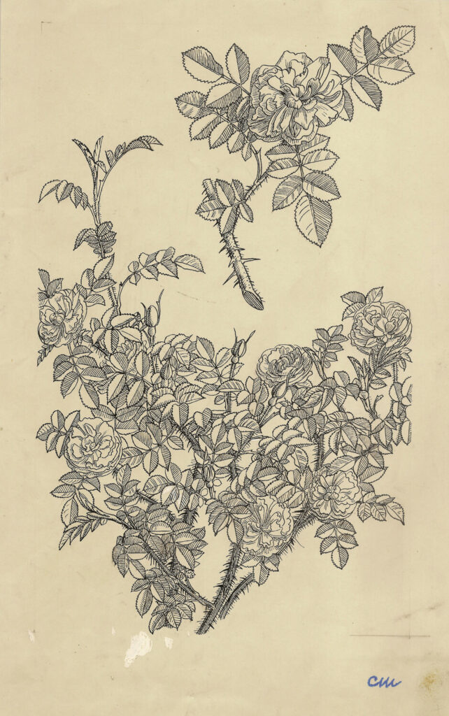 Evelyn Dunbar and Charles Mahoney - Rosa (old roses)