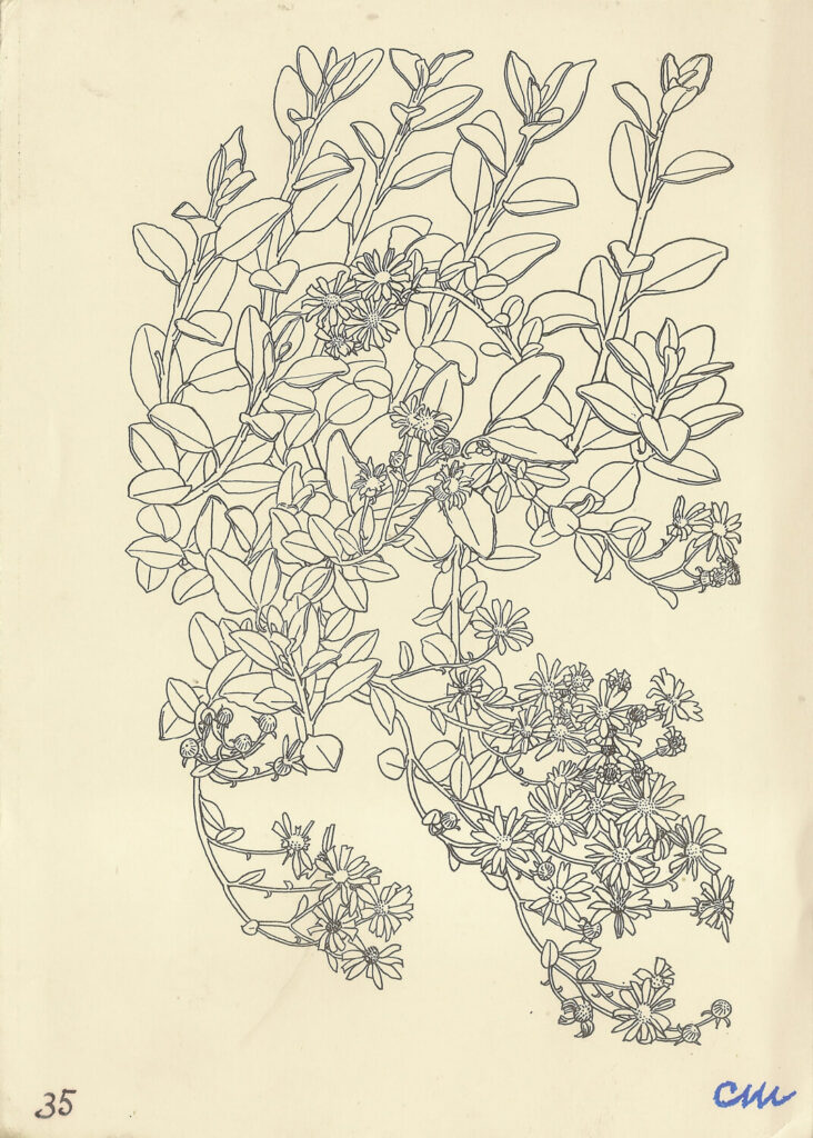 Evelyn Dunbar and Charles Mahoney - Senecio Greyi and S. laxiflorus