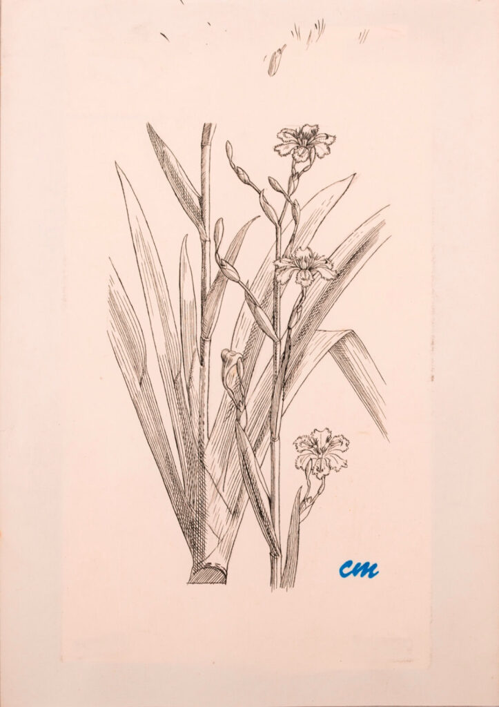 Evelyn Dunbar and Charles Mahoney - Sketch for Iris japonica (Ledgers Variety) for Gardeners Choice