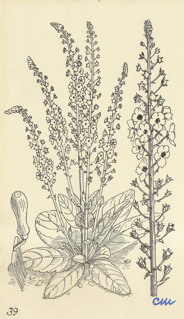 Evelyn Dunbar and Charles Mahoney - Verbascum ph≈ìniceum