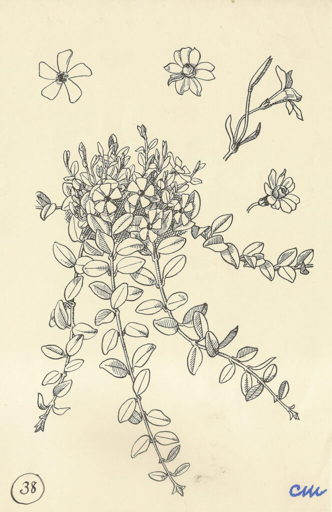 Evelyn Dunbar and Charles Mahoney - Vinca minor