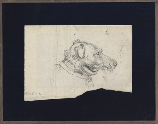Frank Brangwyn - Study of a dogs head